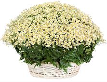 Цветочная композиция из Ромашки в корзине #REPLACE_PRED# Глаголево
